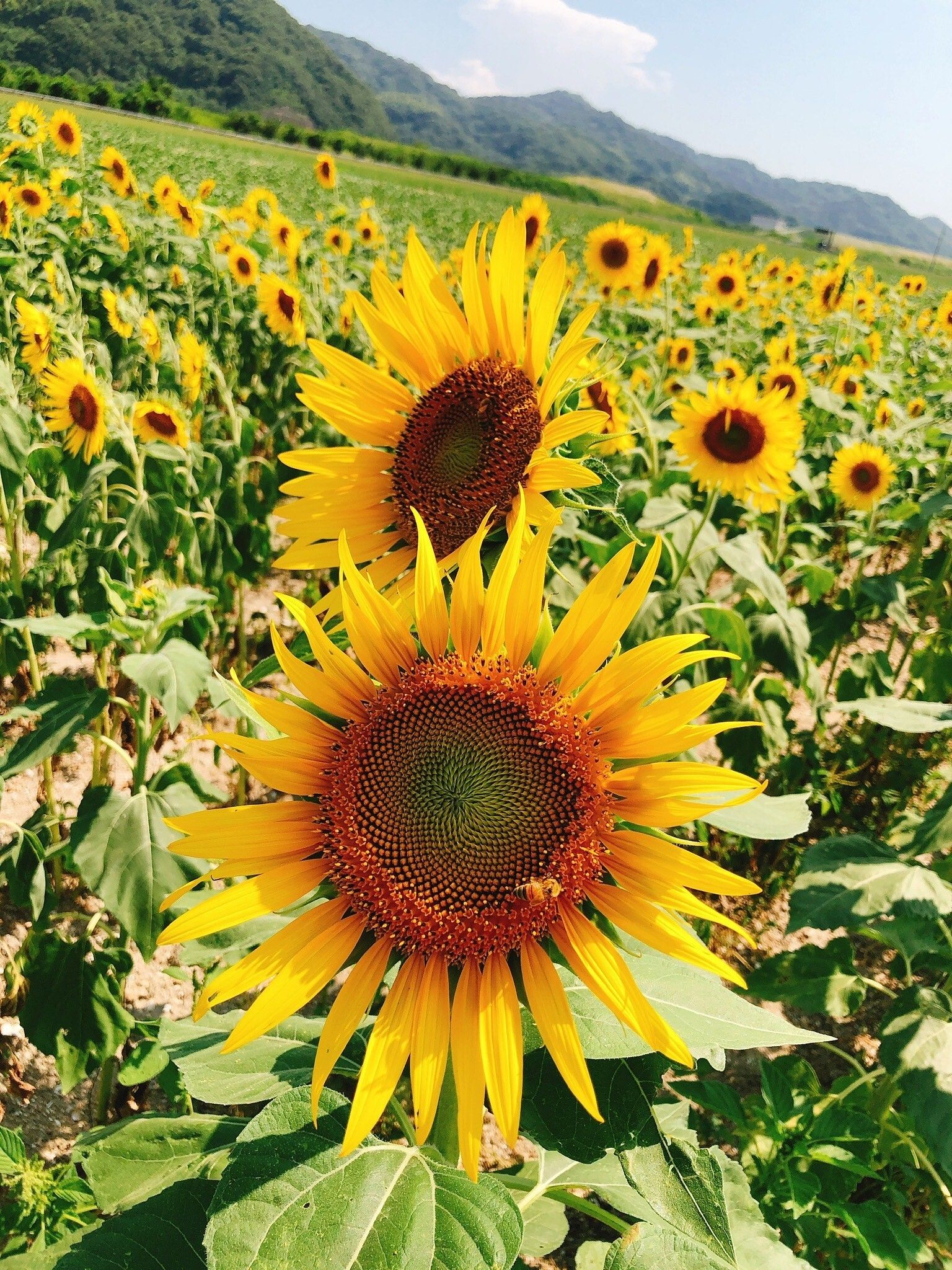 夏季休暇のご案内