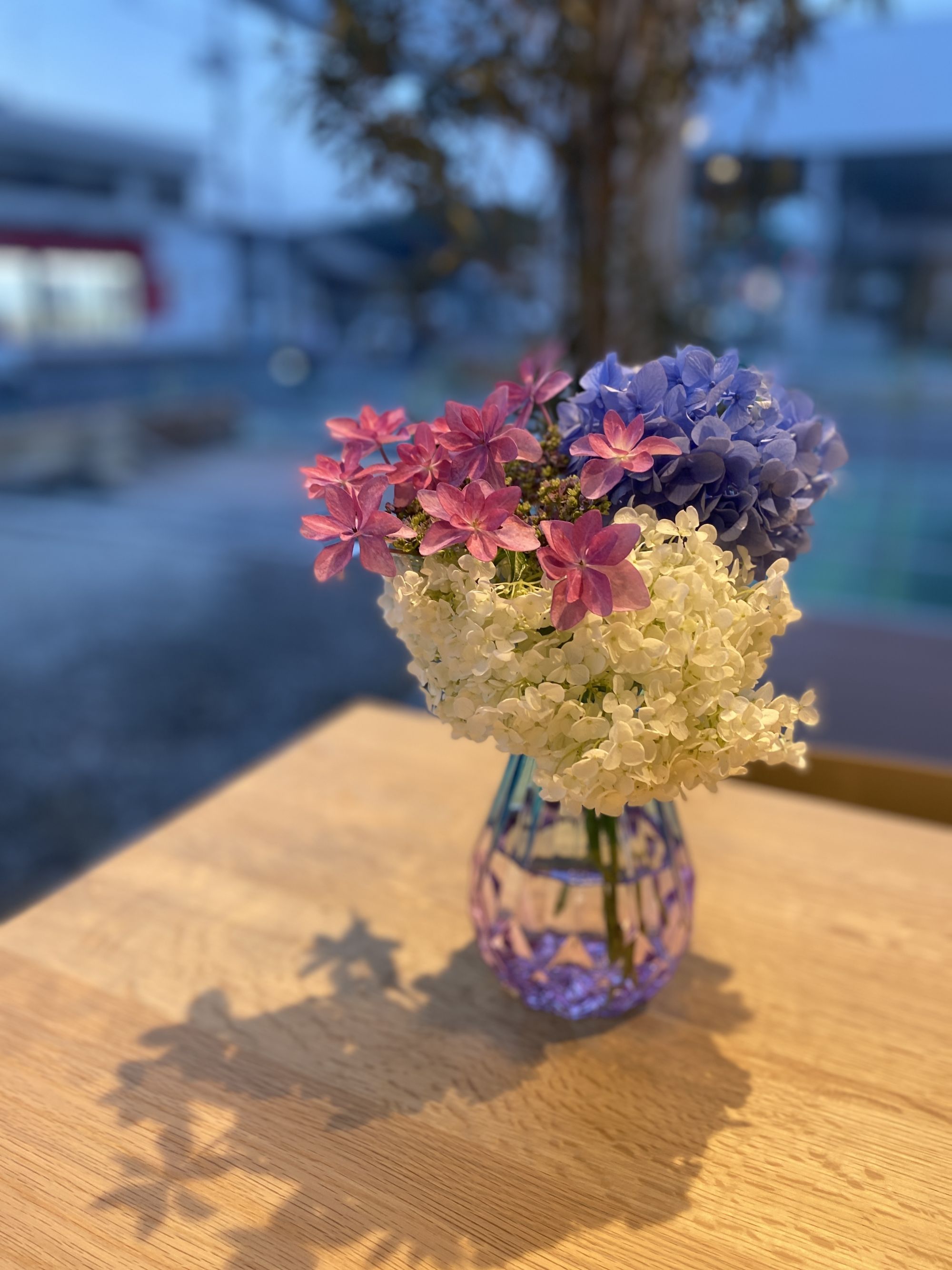 紫陽花をいただきました(^^)