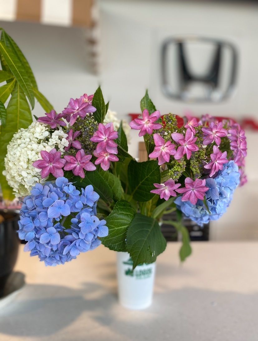 紫陽花をいただきました(^^)