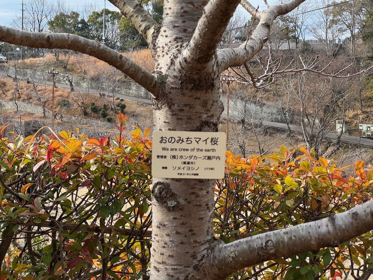 おのみちマイ桜