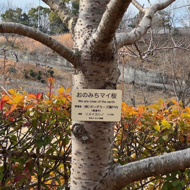 おのみちマイ桜