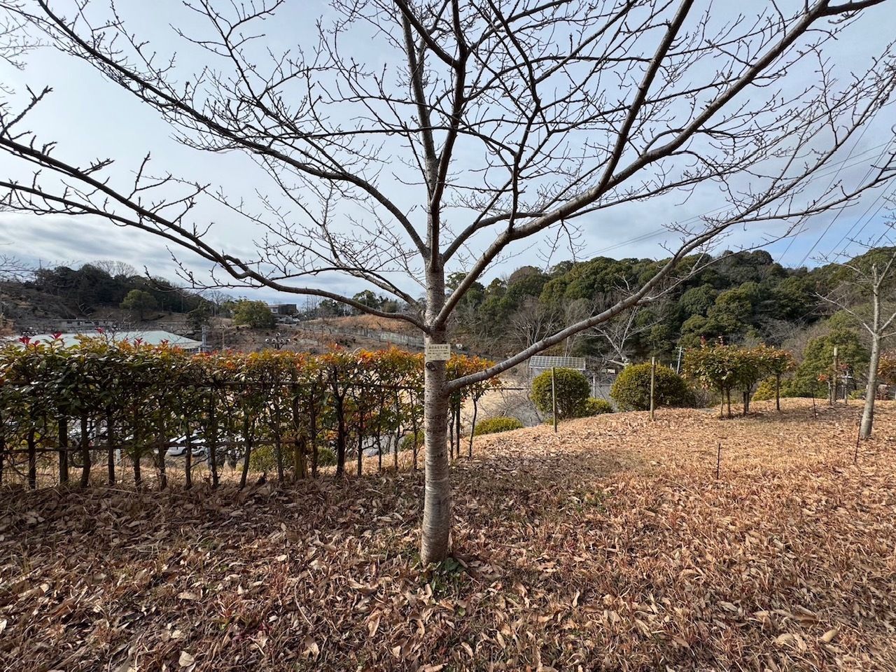 おのみちマイ桜